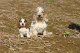 PTIT BASSET GRIFFON V.  034